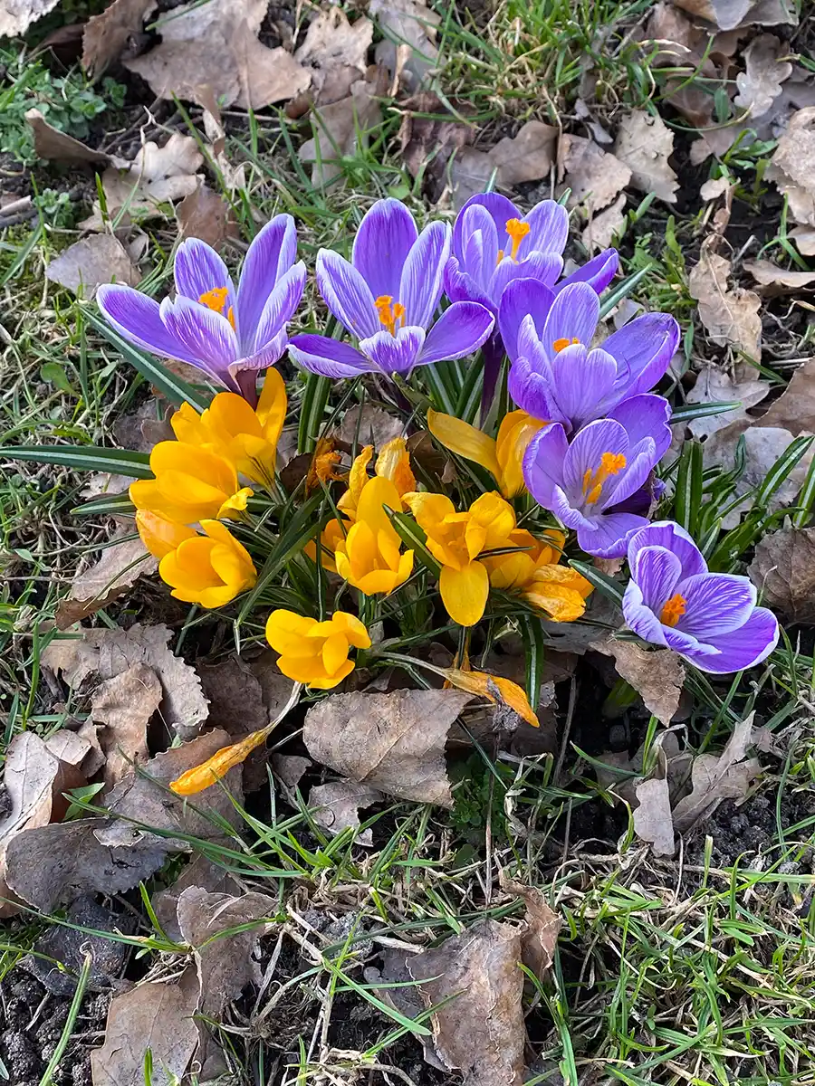 yellow and blue crocuses