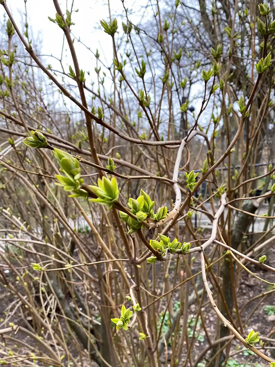 a bush with green shoots