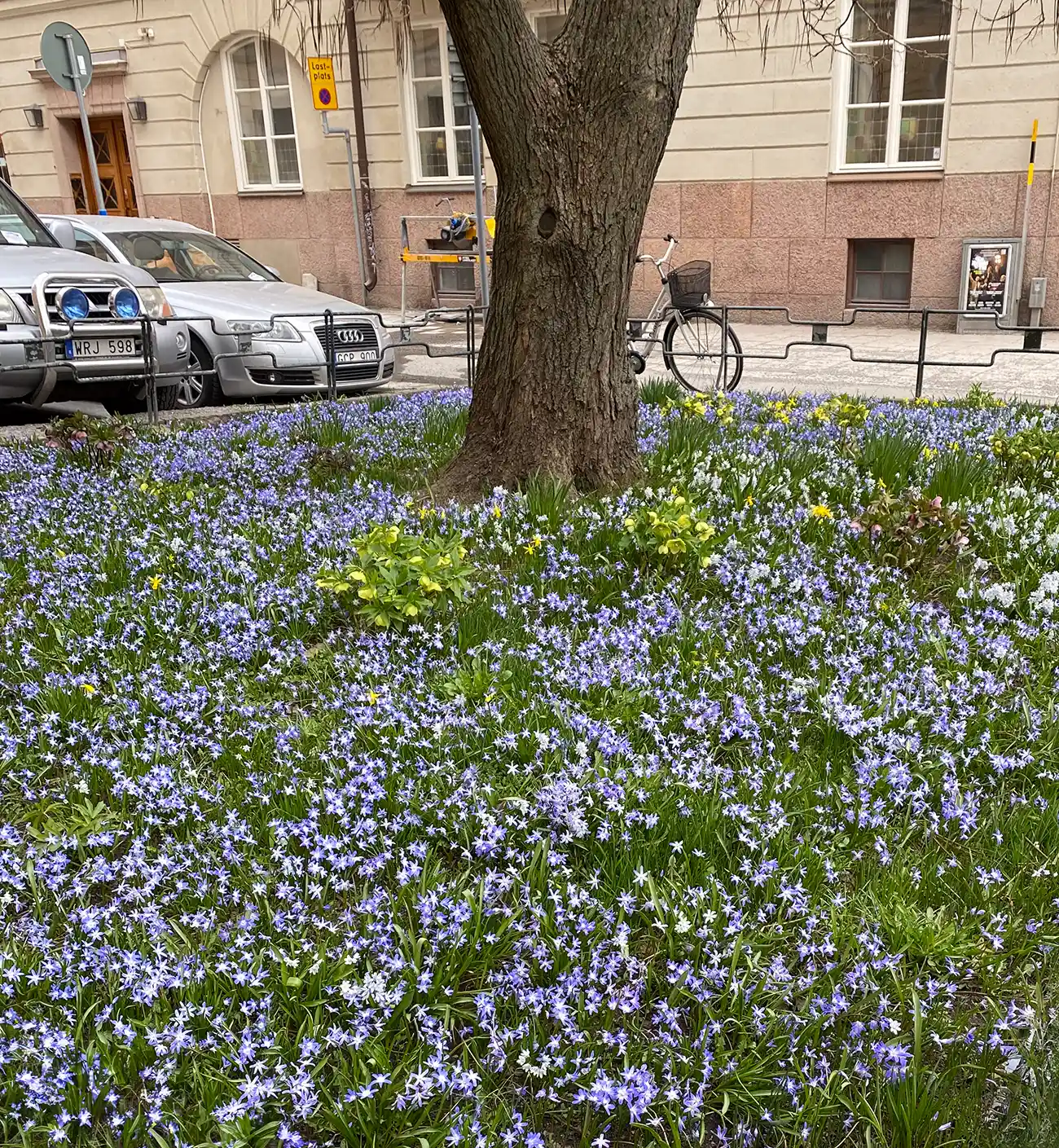 beautiful spring flowers