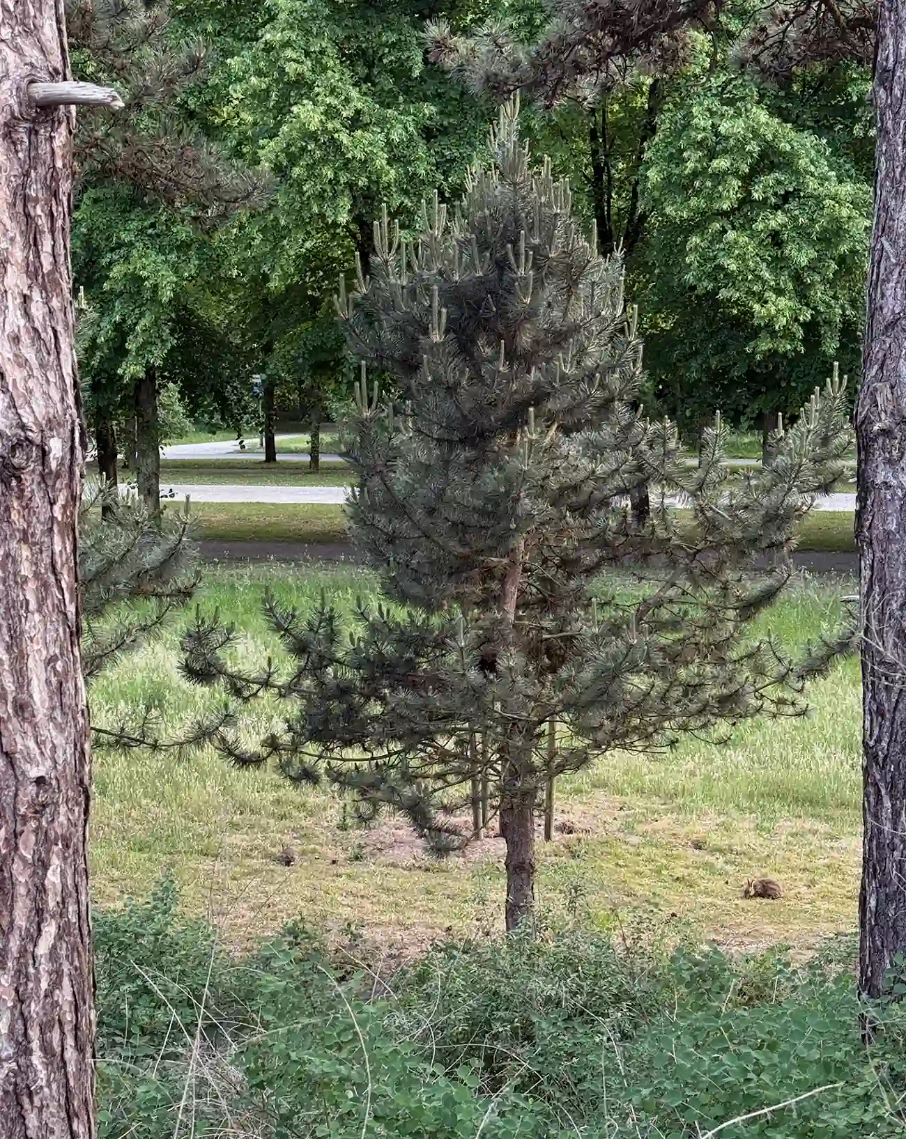 a park full of rabbits